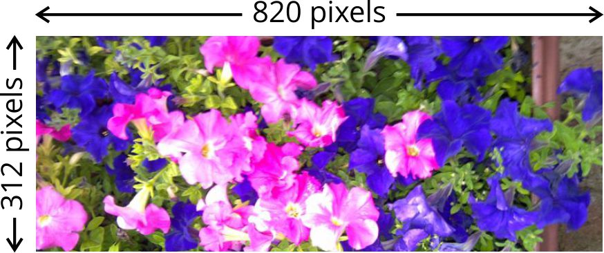 pink and blue flowers with pixel dimensions